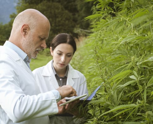 scientists studying hemp in the field