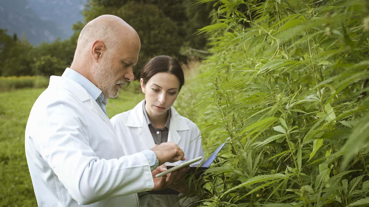 cientistas estudando cânhamo no campo